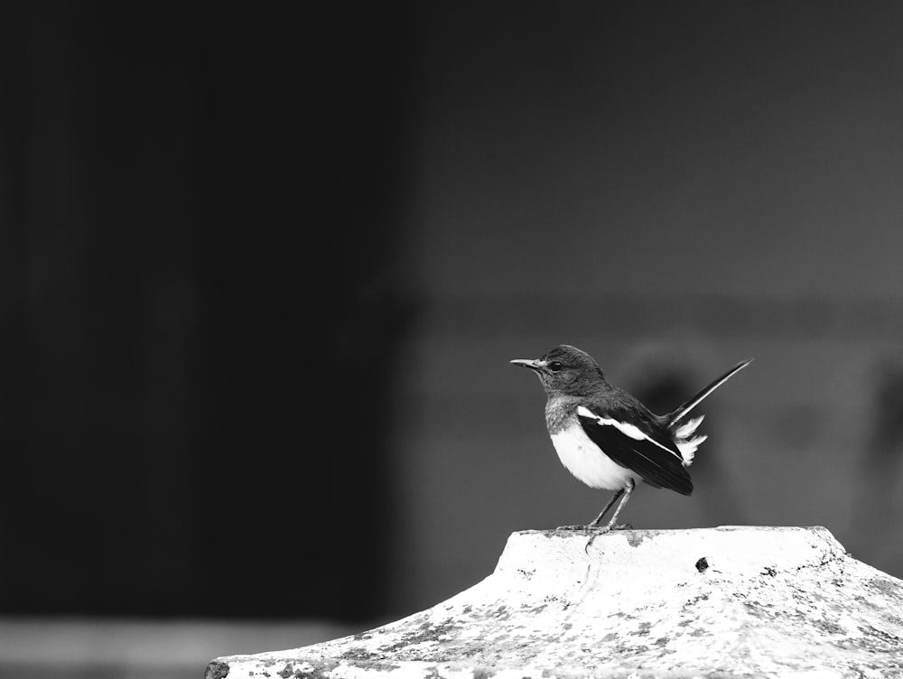 grayscale photo of bird on tree branch