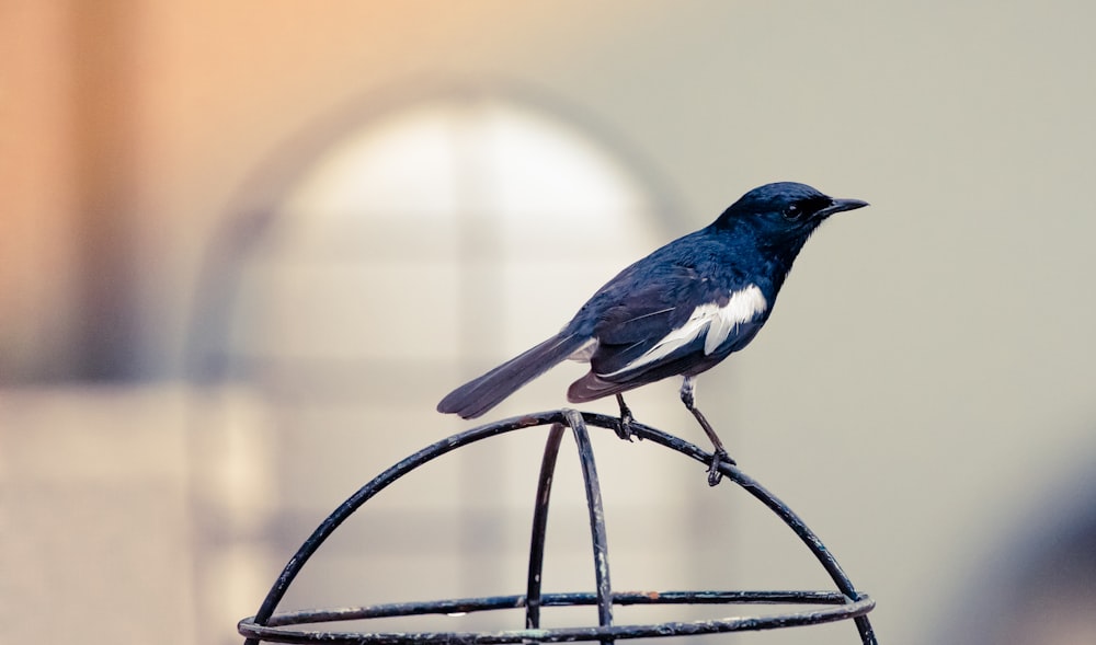 pássaro azul e branco na cerca preta do metal