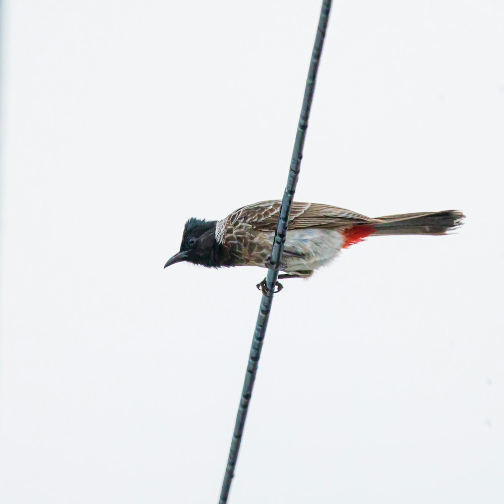 black and brown bird on gray metal rod