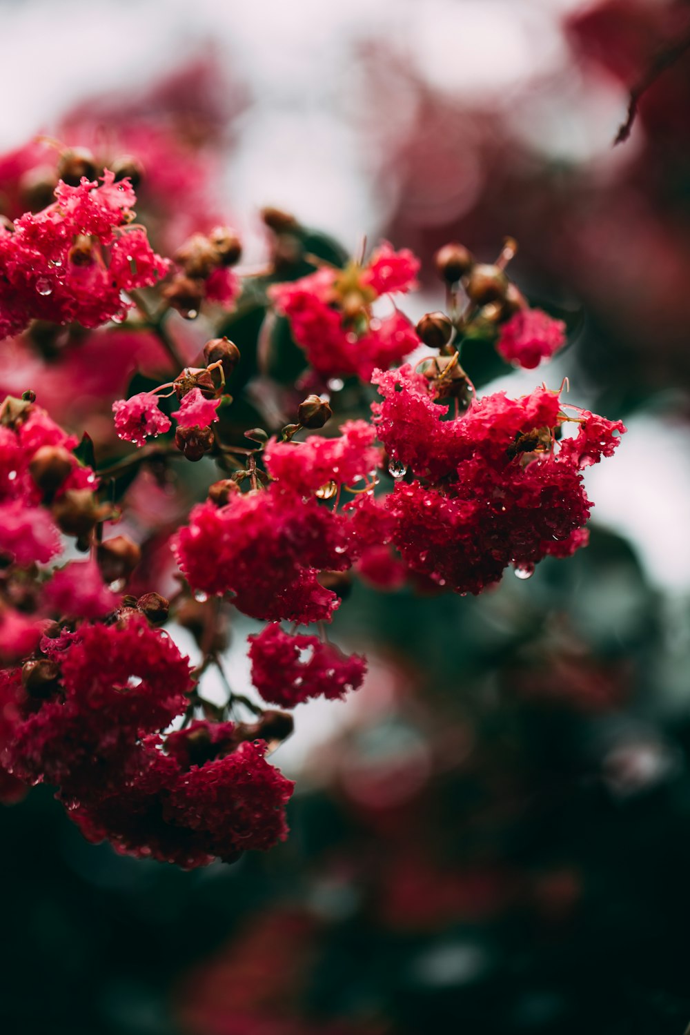 red and white flower in tilt shift lens