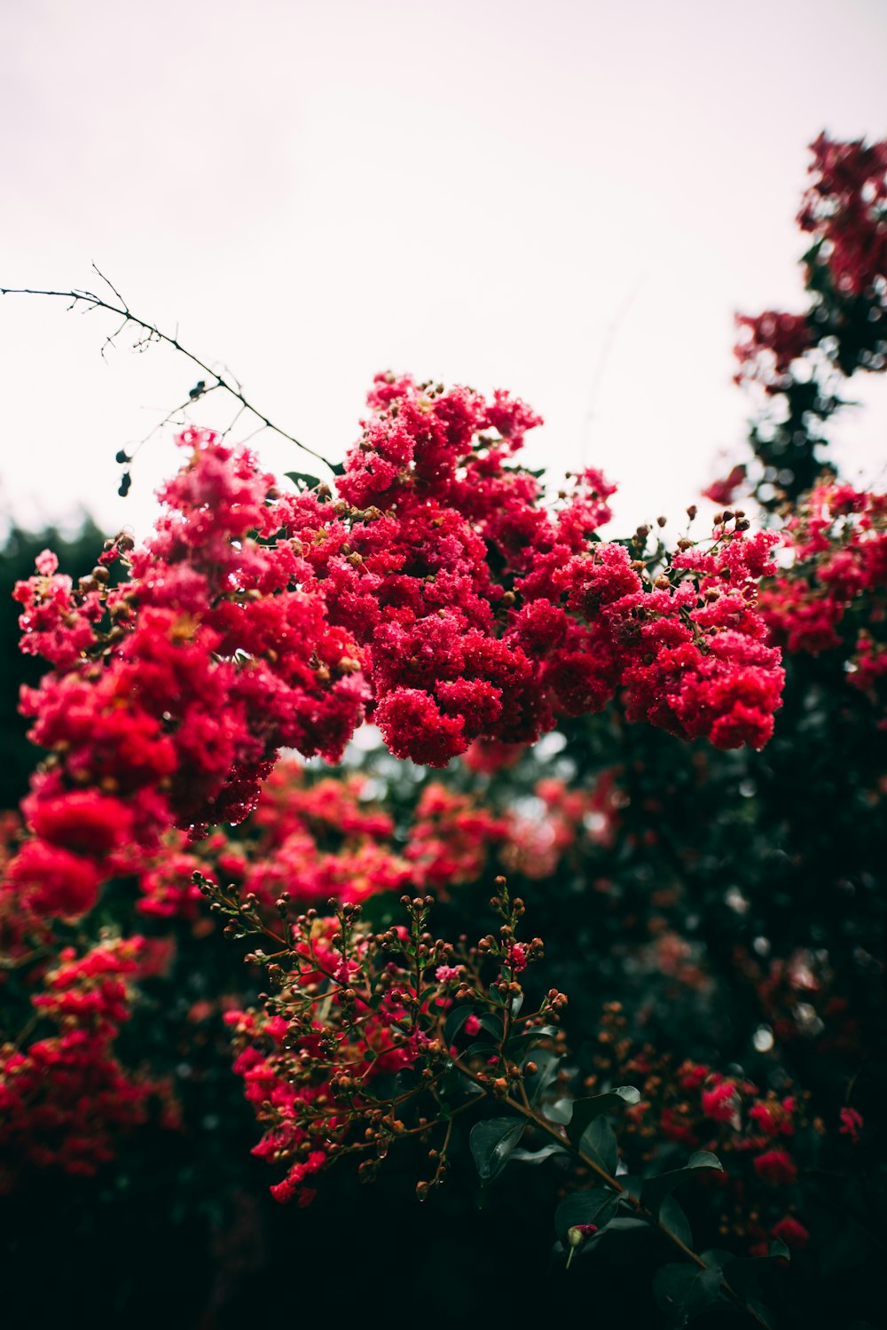 red flowers in tilt shift lens