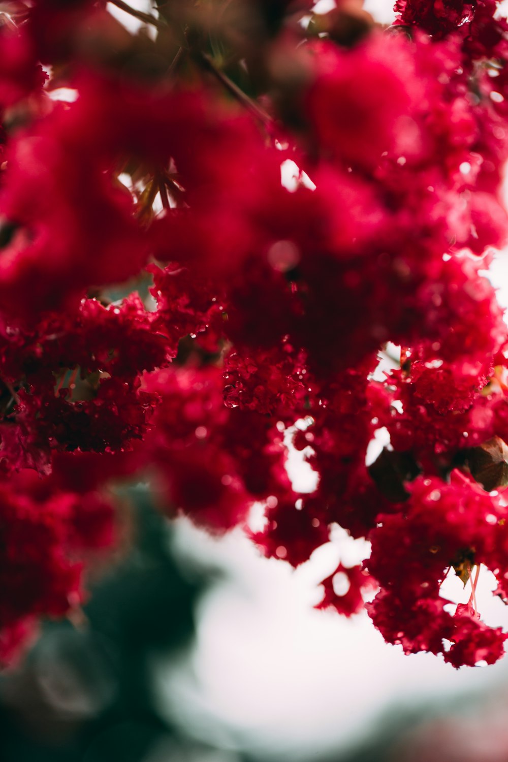 red and white flower petals