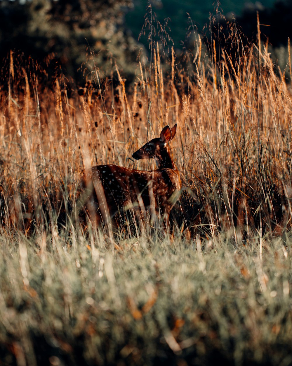 brown deer sitting on brown grass field during daytime