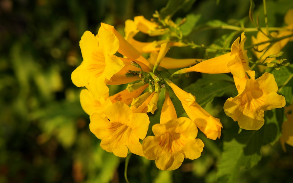 yellow flower in tilt shift lens