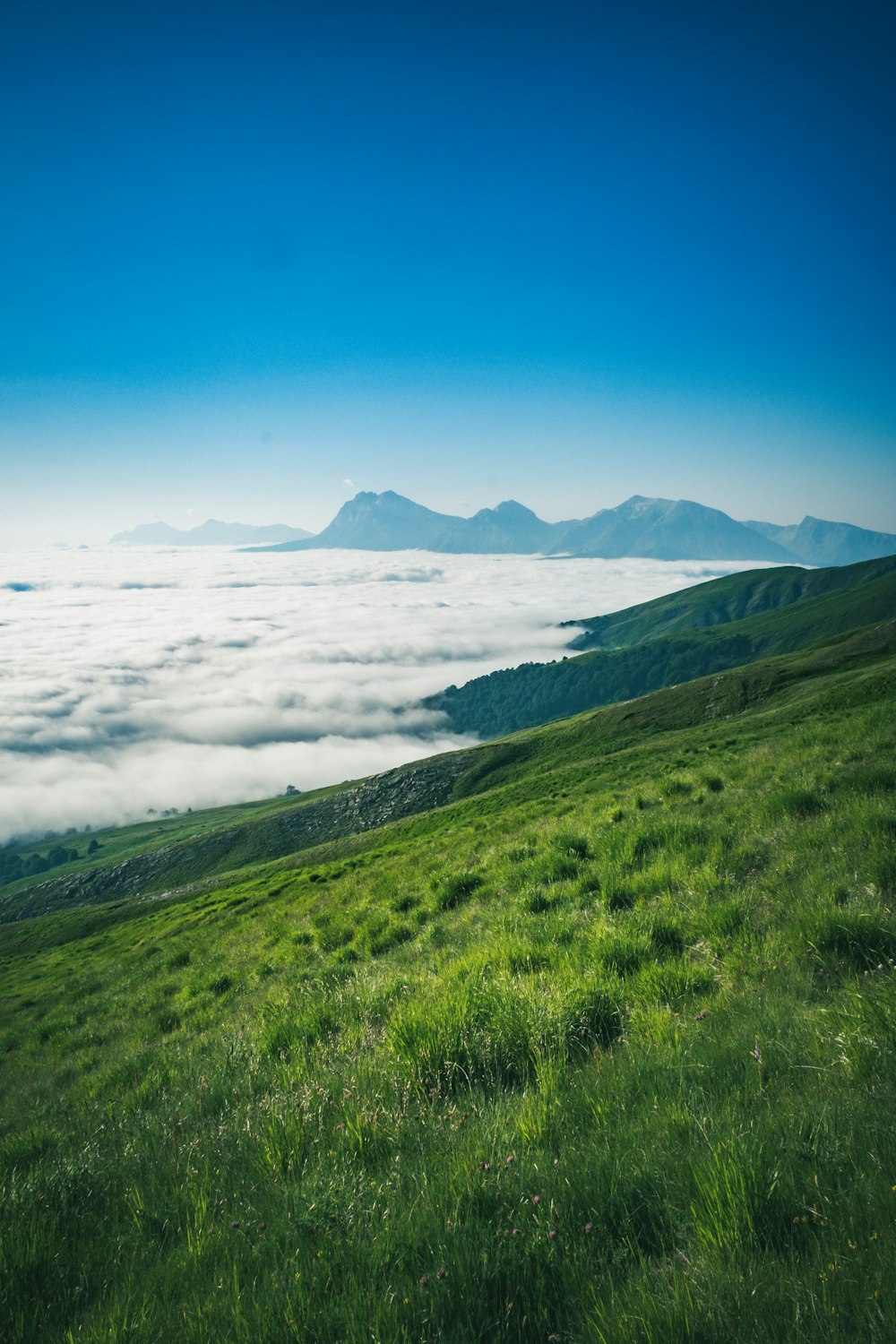 Champ d’herbe verte près du plan d’eau sous un ciel bleu pendant la journée