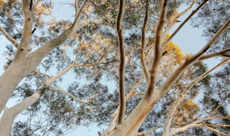 Tall eucalyptus trees with smooth, pale trunks and branches reaching upwards. The branches are covered in clusters of narrow leaves, creating a dappled pattern against the clear blue sky.