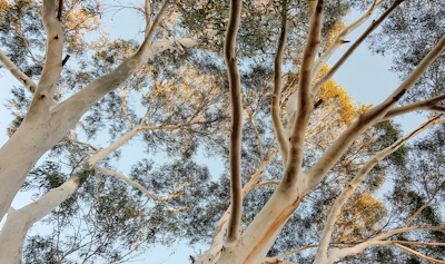 Tall eucalyptus trees with smooth, pale trunks and branches reaching upwards. The branches are covered in clusters of narrow leaves, creating a dappled pattern against the clear blue sky.