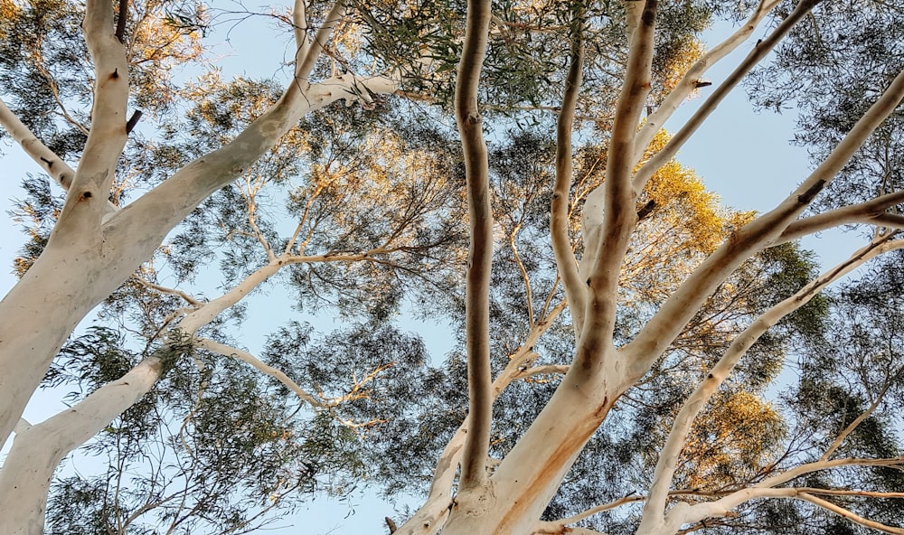 brown tree under blue sky during daytime