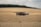 A drone is flying over an expansive, golden field, likely a wheat field, with gentle rolling hills in the background. The sky appears cloudy, with soft lighting casting a serene glow over the landscape.