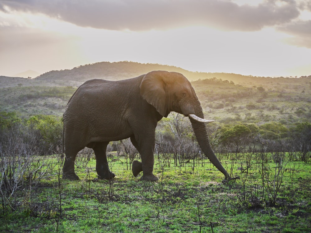 brown elephant on green grass field during daytime