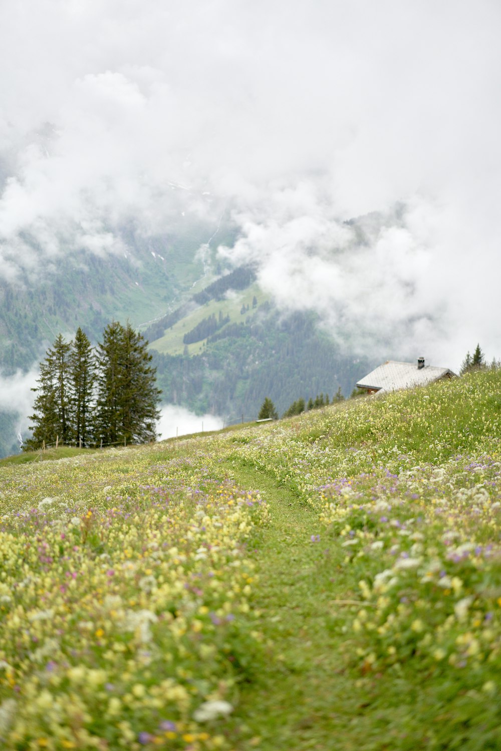 green grass field near green trees and mountain during daytime