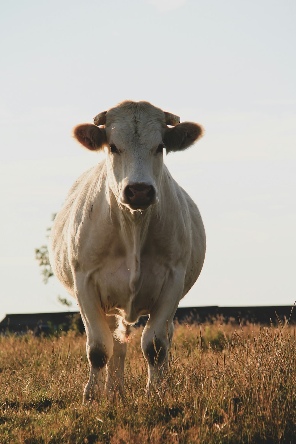 white cow on brown grass field during daytime