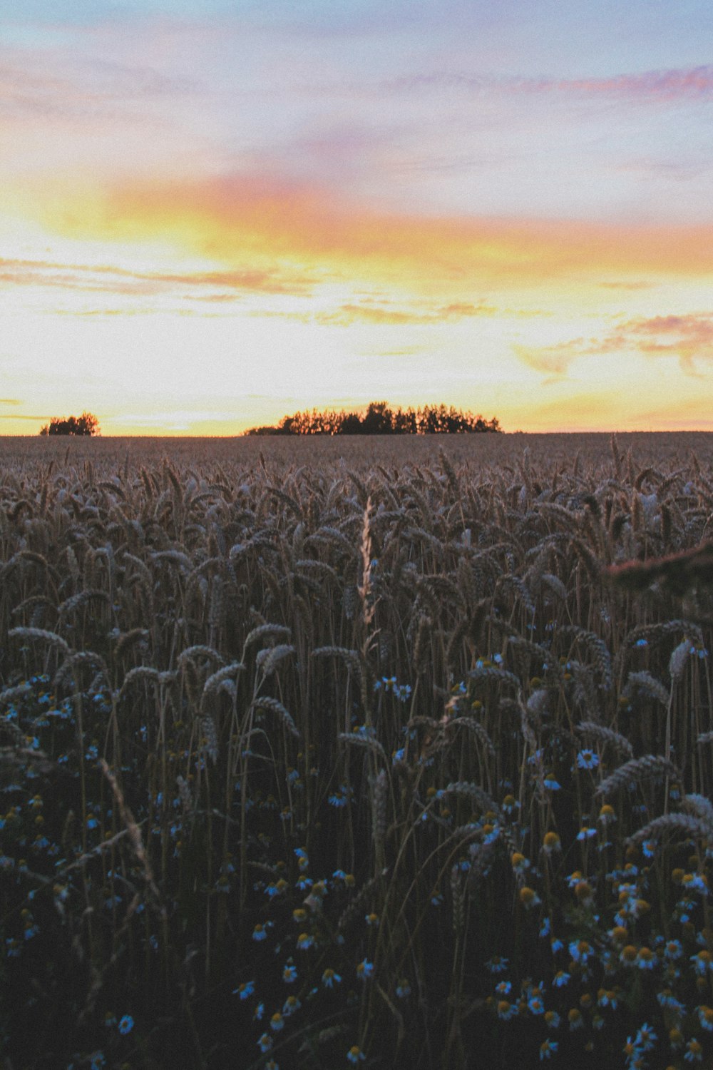 brown wheat field during sunset