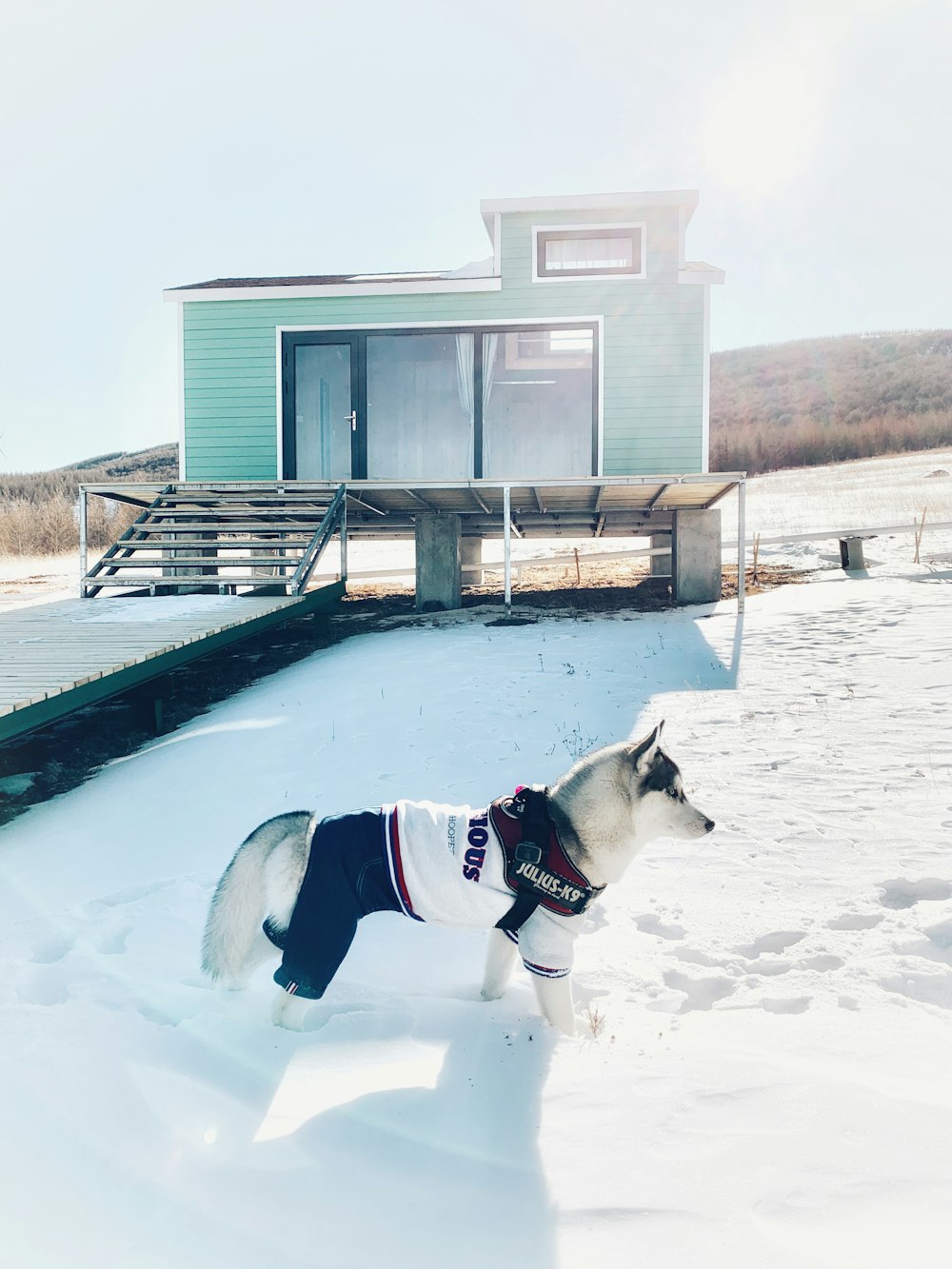 white and black short coated dog on snow covered ground during daytime