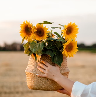 person holding sunflower bouquet during daytime