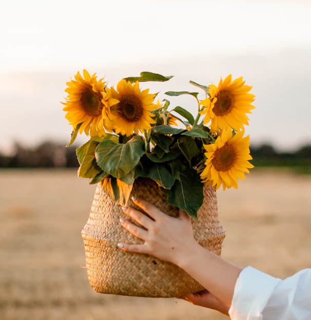 person holding sunflower bouquet during daytime