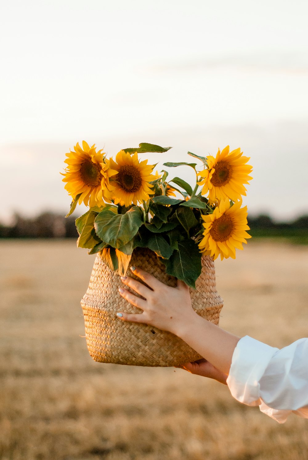 person holding sunflower bouquet during daytime