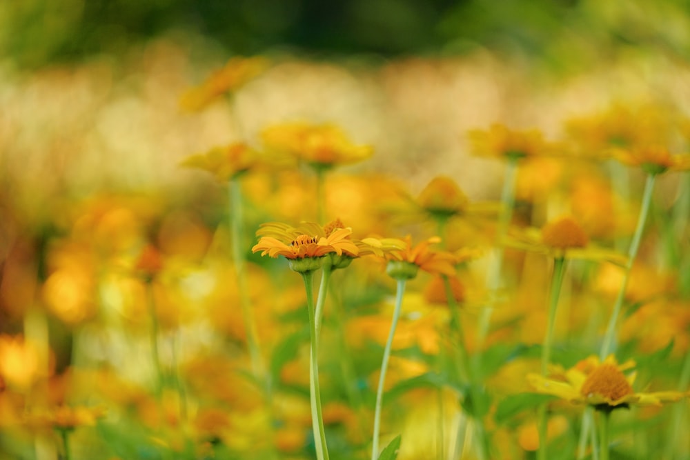 yellow flower in tilt shift lens