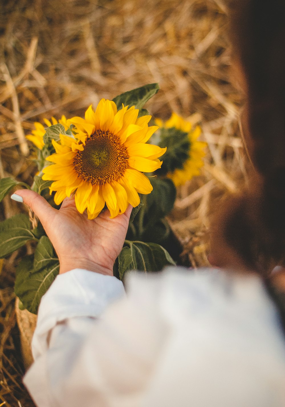 person holding sunflower during daytime