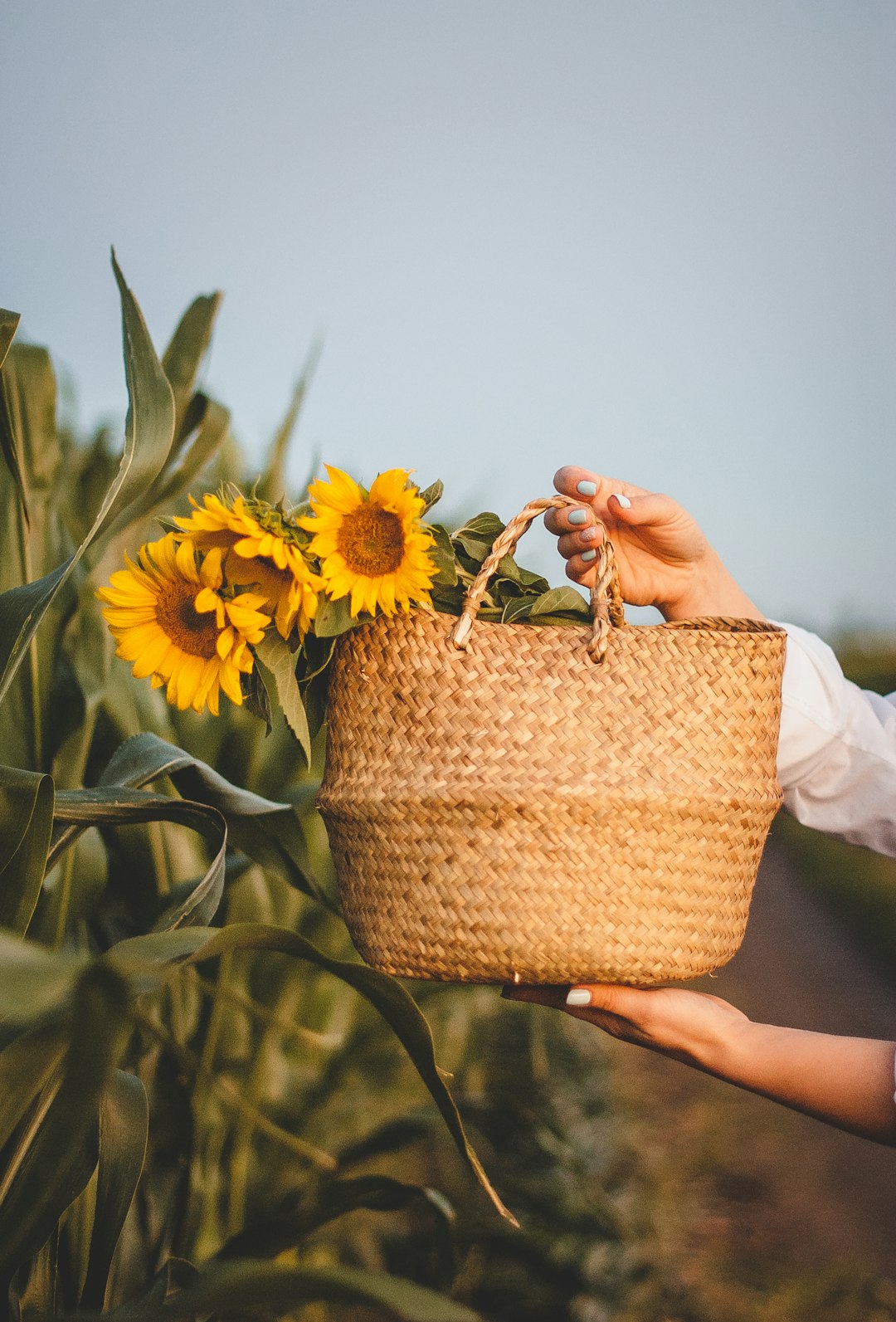 person holding brown woven basket with yellow sunflower