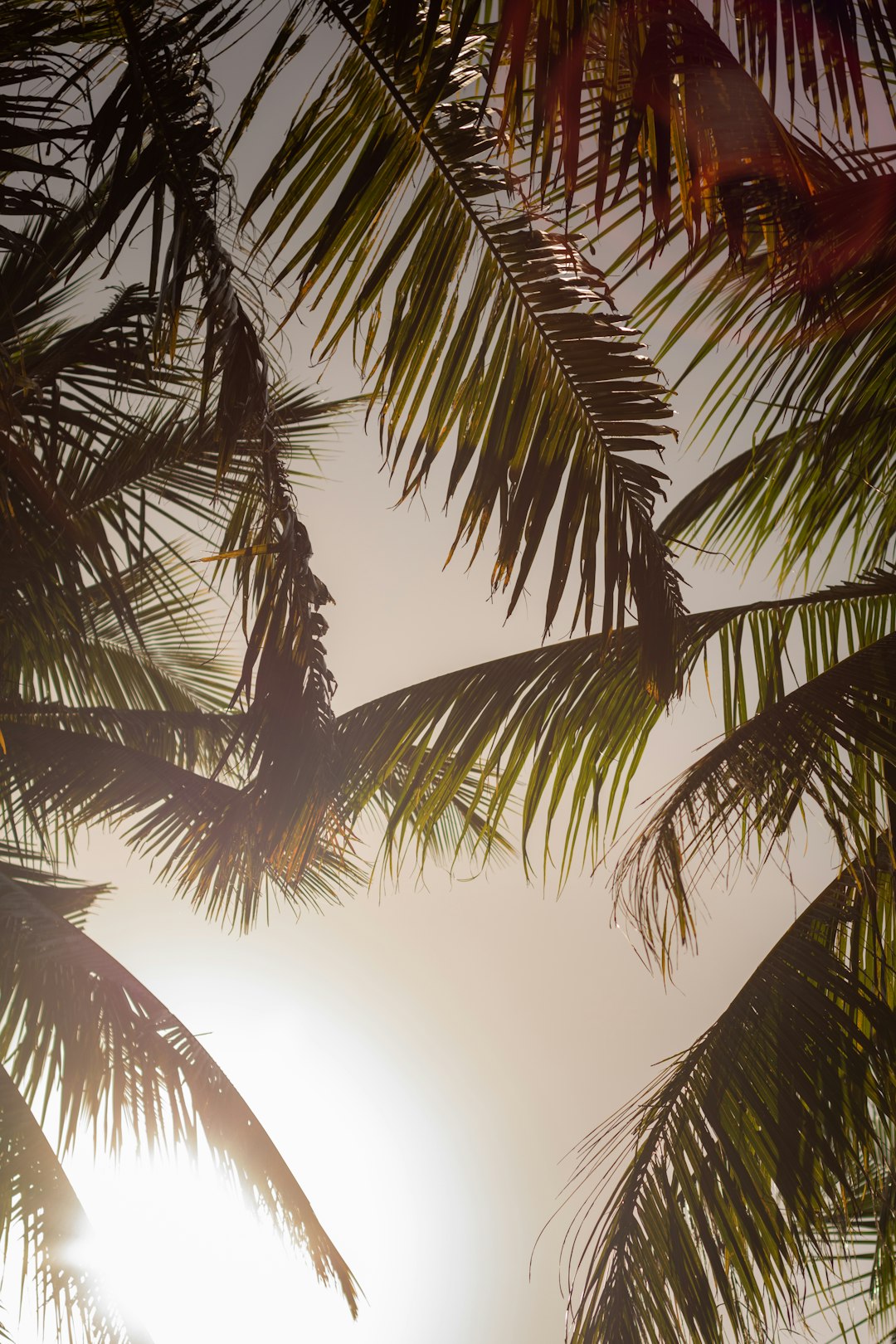 green palm tree under white sky