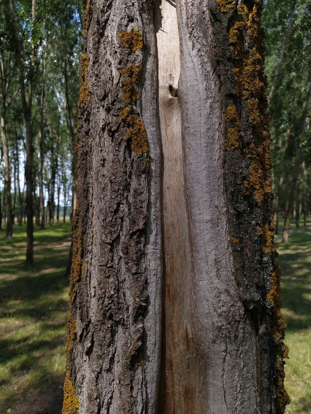 Tronco de árbol marrón cerca del cuerpo de agua durante el día