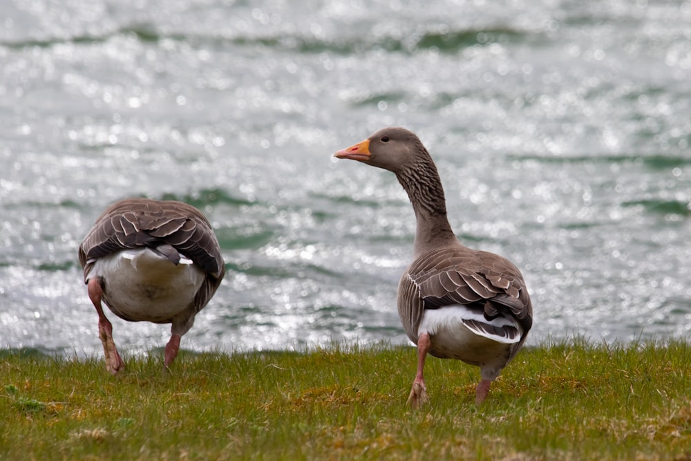 brown and white duck on green grass field during daytime