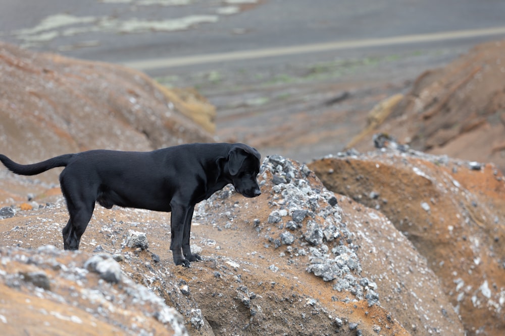 Labrador retriever noir sur un sol rocheux pendant la journée