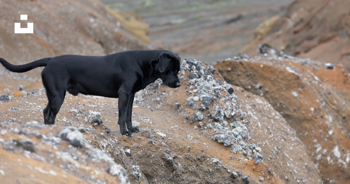 Black labrador retriever on rocky ground during daytime photo – Free ...