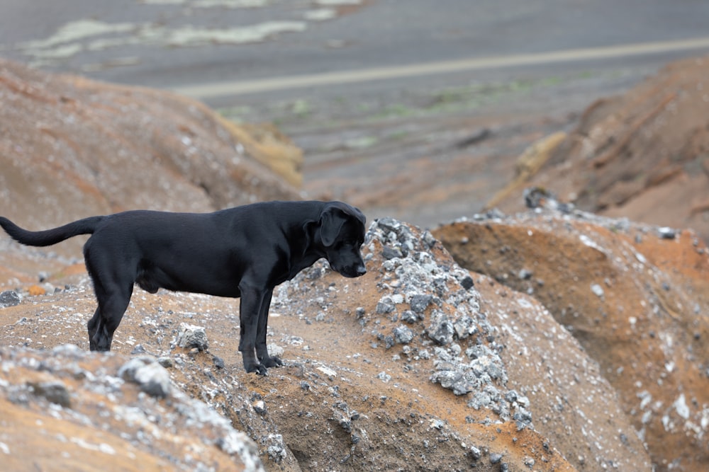 Schwarzer Labrador Retriever tagsüber auf felsigem Untergrund