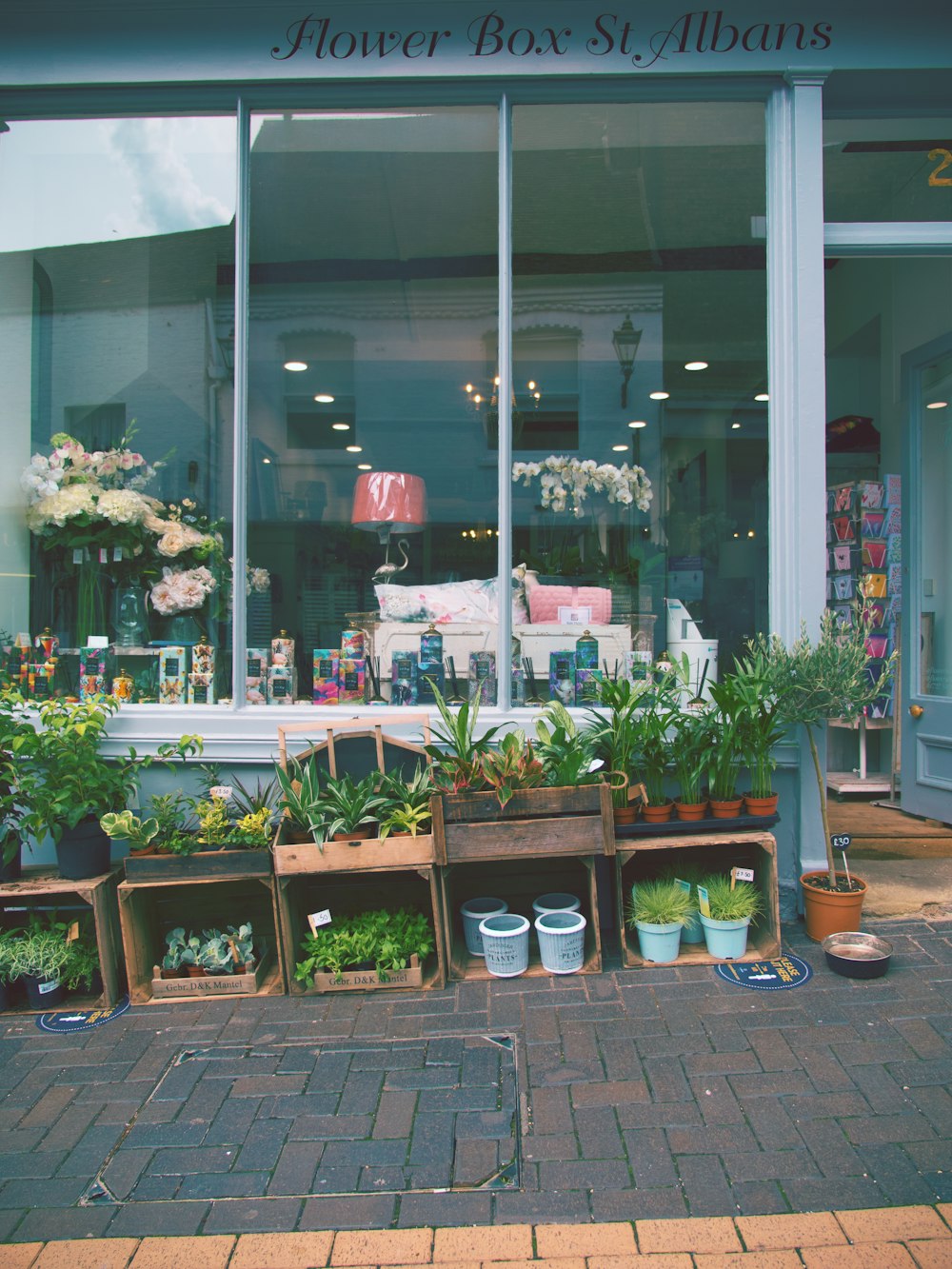 green potted plants on brown wooden table