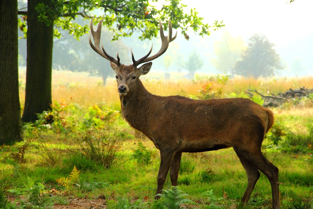 brown deer on green grass field during daytime