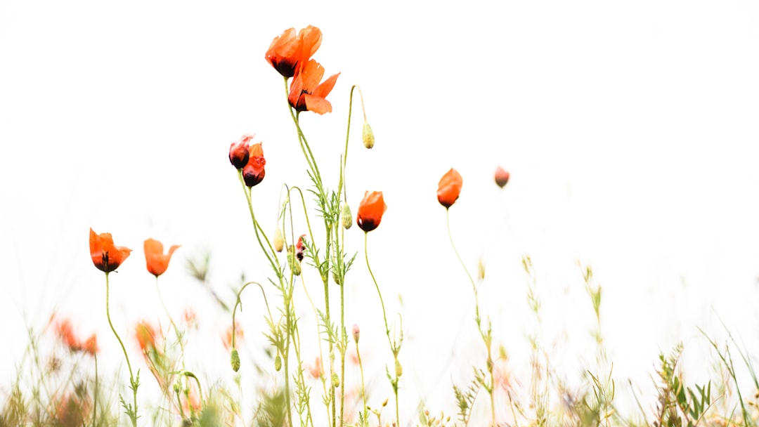 red poppy flowers in bloom during daytime