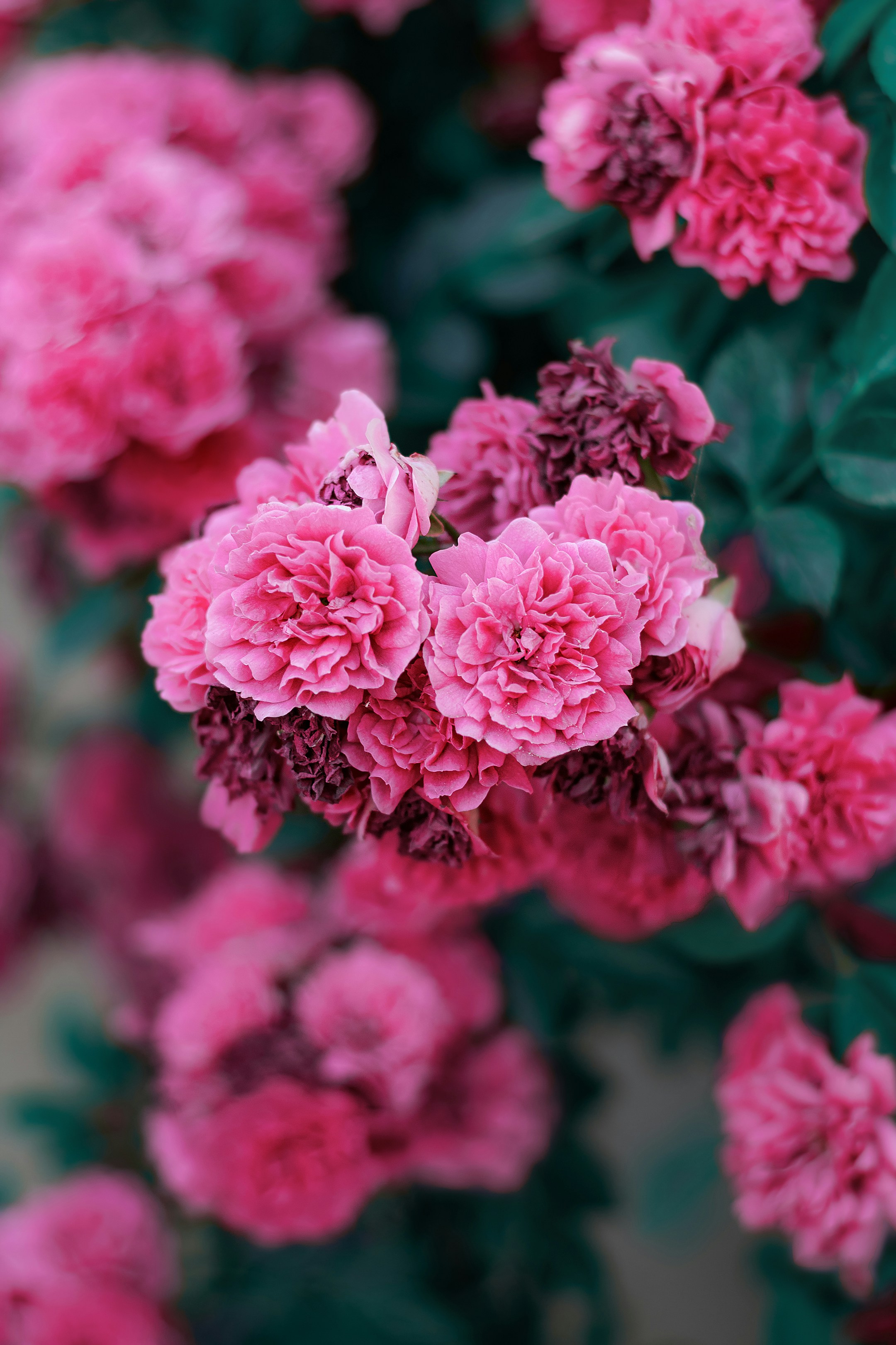 Photo by peymanfarmani