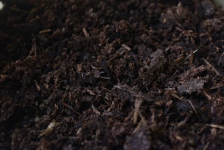 brown dried leaves on ground