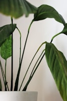 A close-up view of a green potted plant with large leaves. The plant's stems and leaves are lush and vibrant against a plain background, possibly indicating an indoor setting. The pot is simple and white, complementing the natural green tones of the plant.
