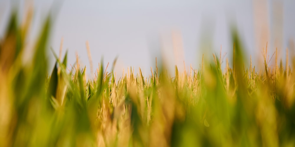 green grass field during daytime