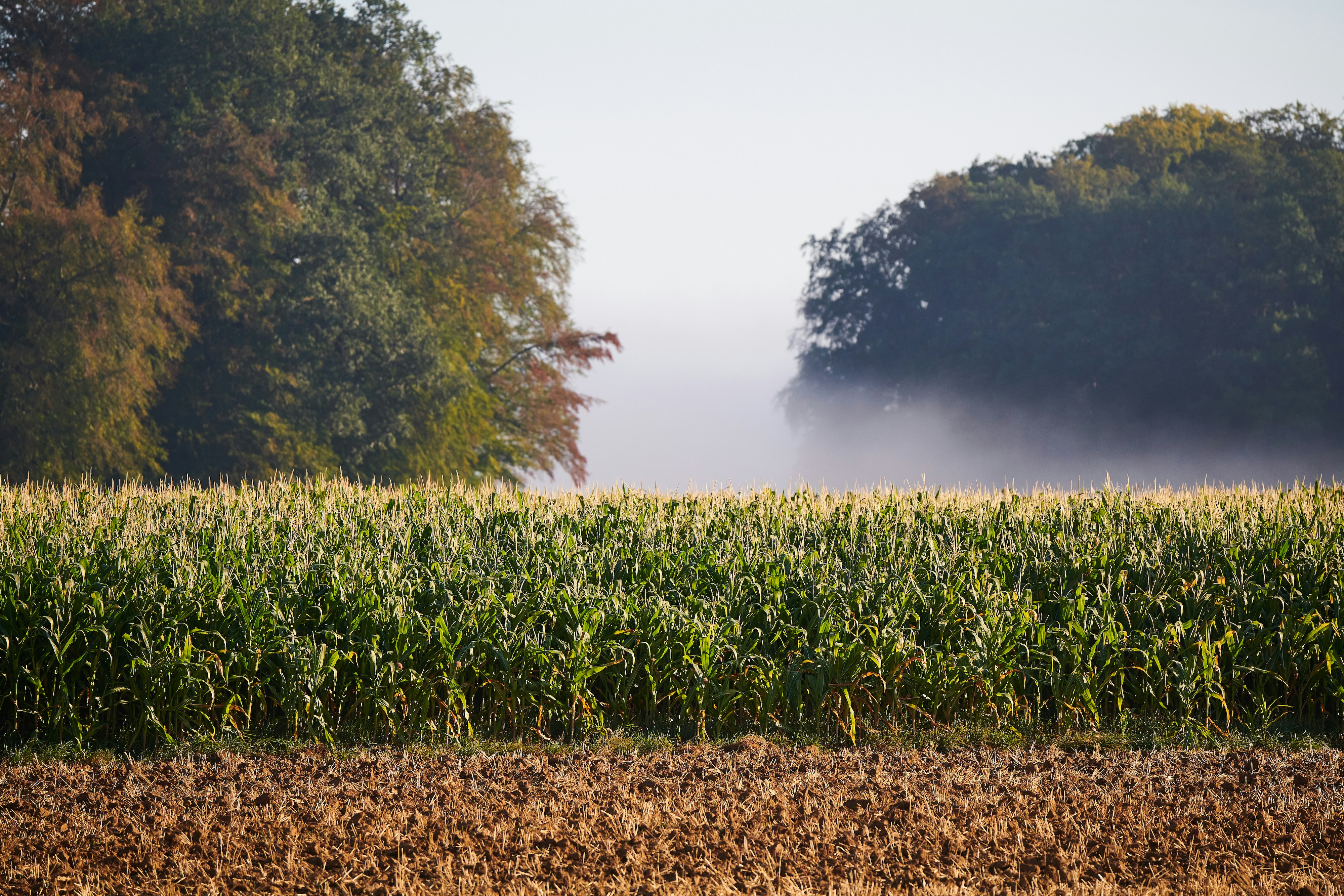 Photo by johnygoerend