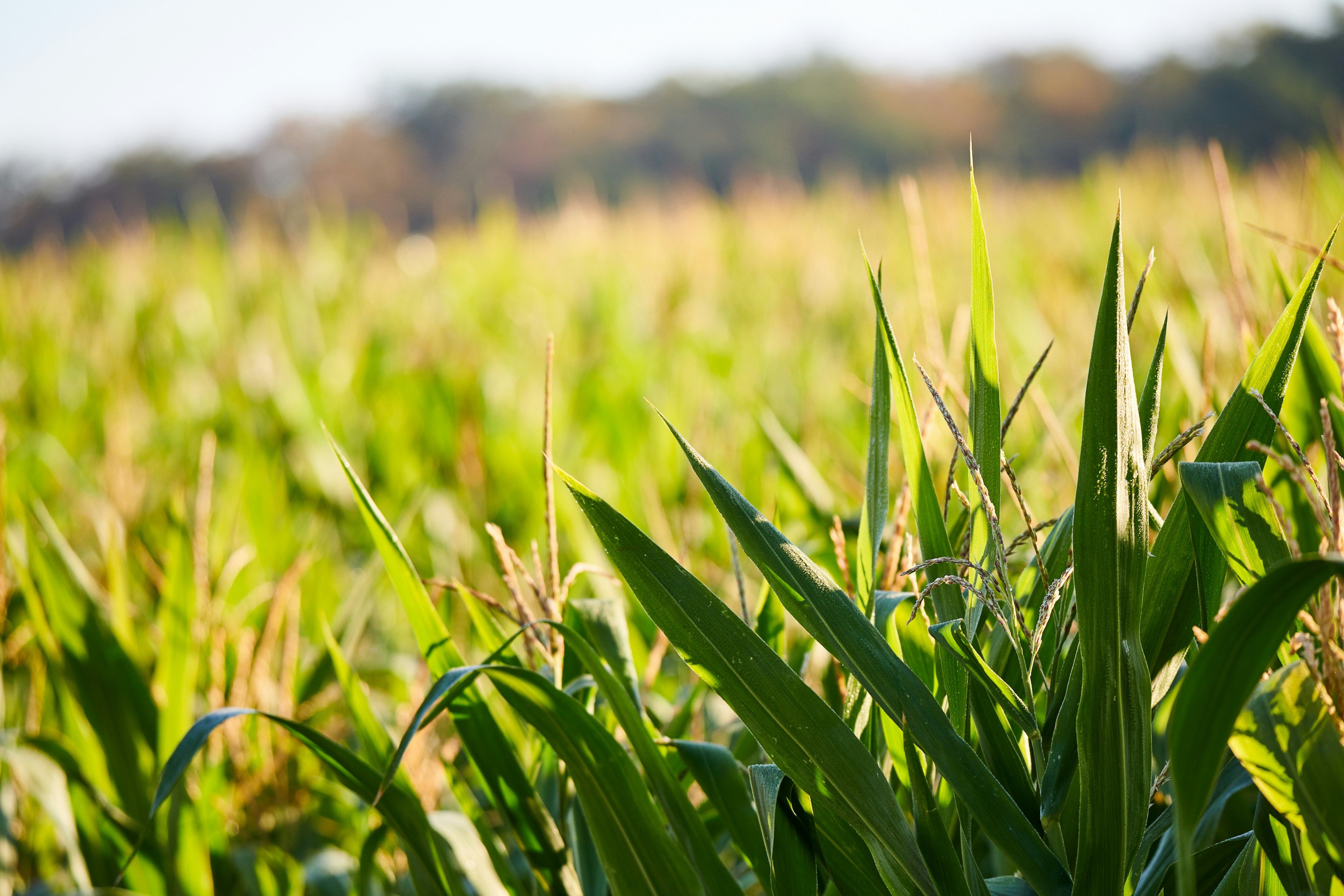 Photo by johnygoerend