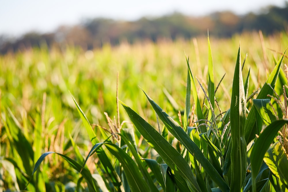 green wheat field during daytime