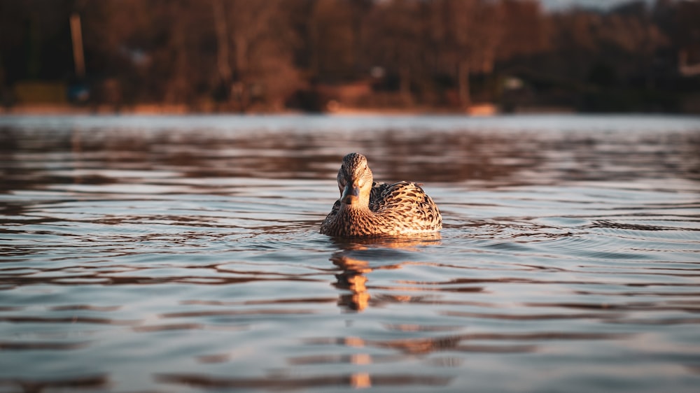 brown duck on water during daytime