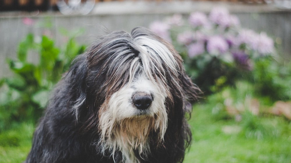 black and white long coat dog on green grass field during daytime