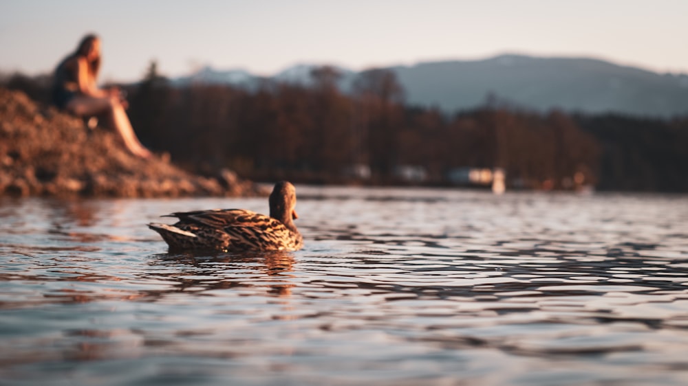 brown duck on water during daytime