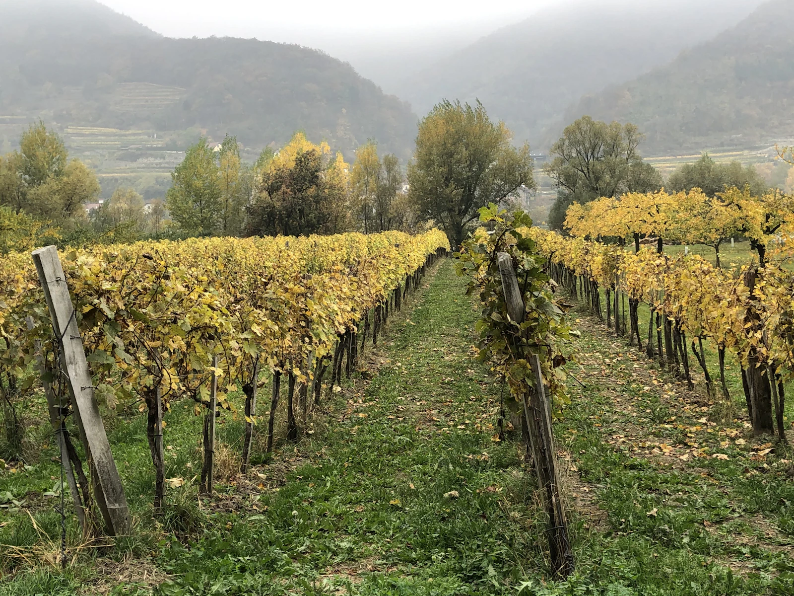 Travel photograph: A Wachau vineyard turning gold beneath a wooded ridge in autumn.