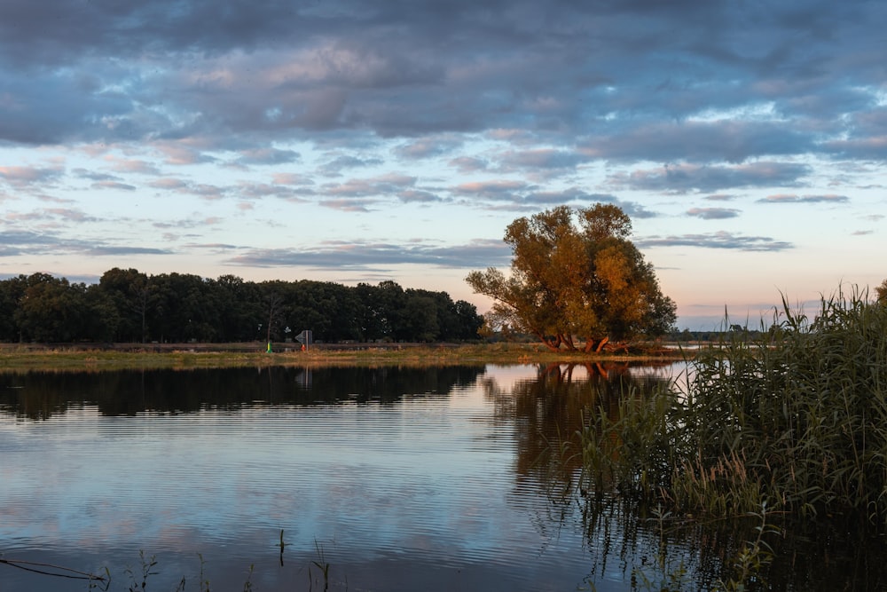 a body of water surrounded by trees and grass