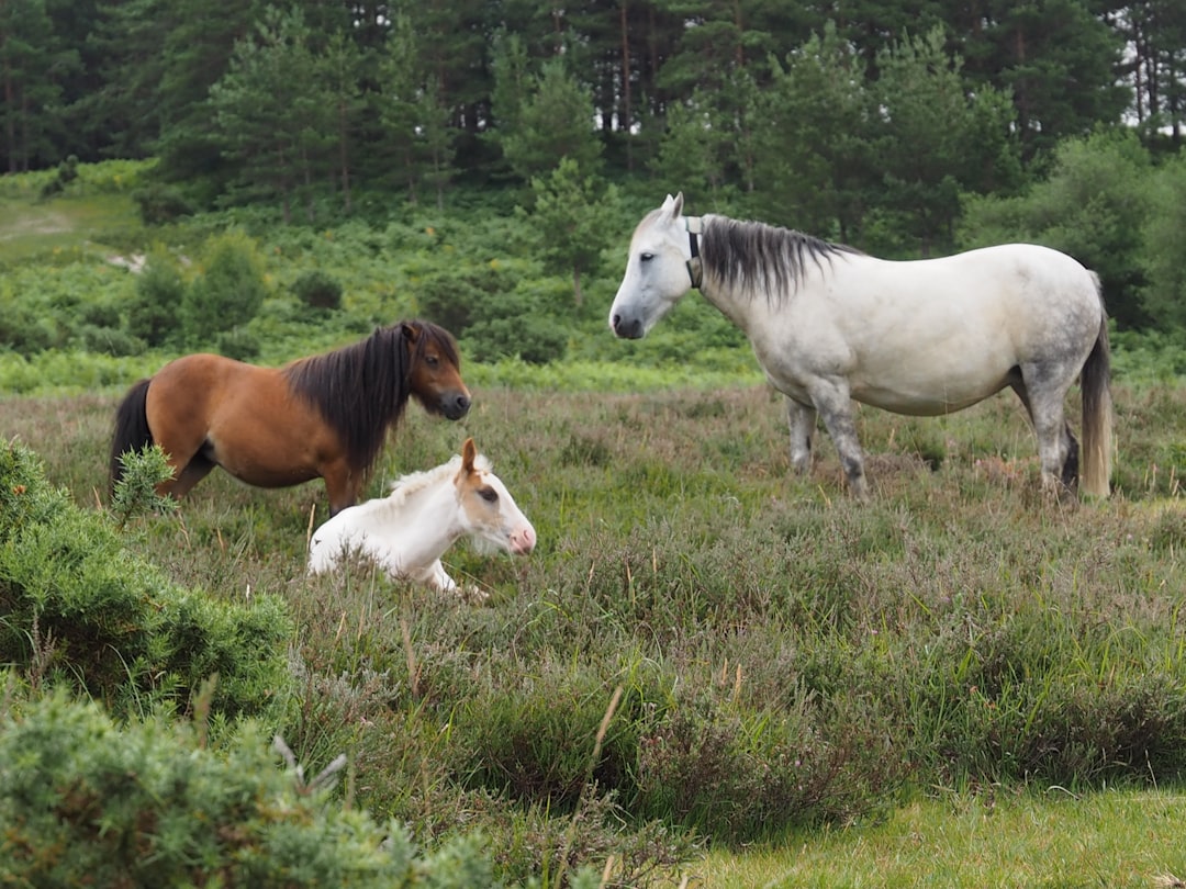 horses, pony, new forest, hampshire, uk, wild, loose, free, funny, ponies