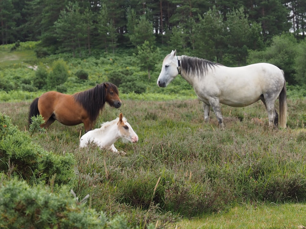 white and brown horses on green grass field during daytime