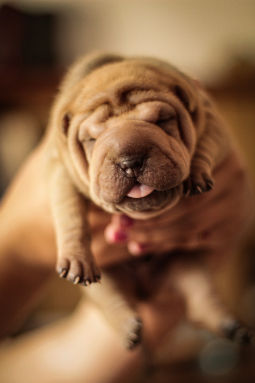 brown short coated dog on brown wooden table