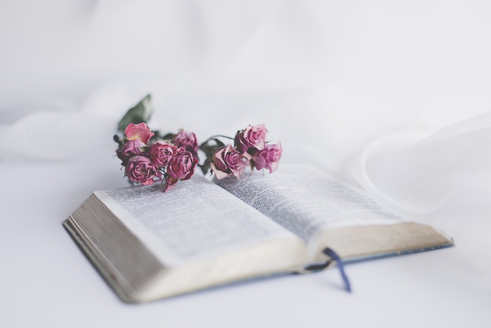 pink roses on book page