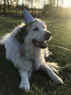 A large fluffy dog with a white and brown coat is lying on the grass wearing a blue and white striped party hat. The dog appears relaxed and happy, basking in the warm sunlight that casts a golden glow over the scene. The background features blurred trees and open fields, creating a peaceful and sunny outdoor setting.